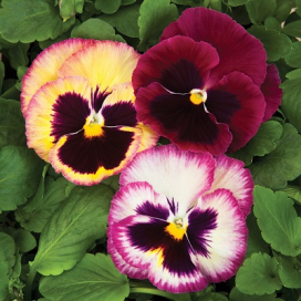 PANSY Colossus Rose Medley